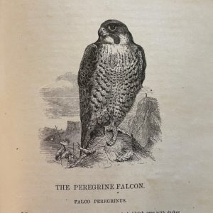 British Birds in Their Haunts 1920 Book Illustrated